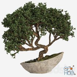 3D model bonsai 04 indoor