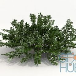 3D model Lonicera Pileata bush