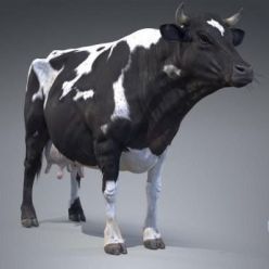 3D model Black And White Milch Cow (PBR)