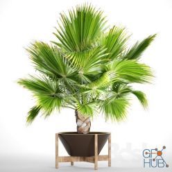 3D model Brahea Edulis Palm 2