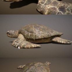 3D model Ancient Green Turtle PBR