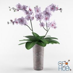 3D model Orchid purple