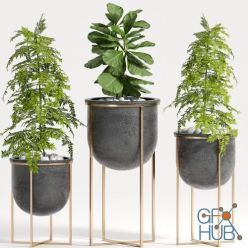 3D model Decorative planters set with ficus lyrata