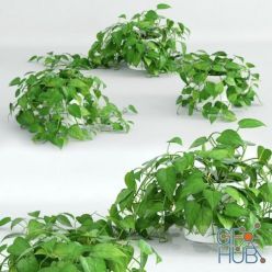 3D model Climbing houseplant Philodendron scandens