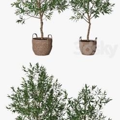 3D model Olive tree