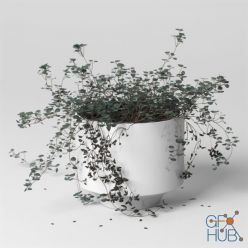 3D model Indoor plant Soleirolia (max 2012, 2015, fbx)