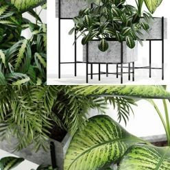 3D model Plants collection 143 Opalo