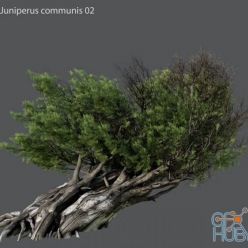 3D model Juniper ordinary 02 H 10m