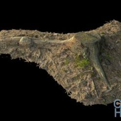 3D model Old tree stump 04 3D-scan