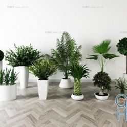 3D model Plants Collection 77