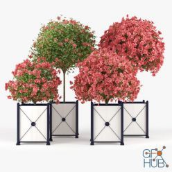 3D model Seminole Pink Hibiscus