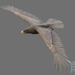 3D model Flying eagle