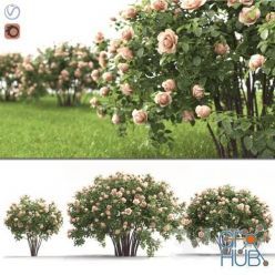 3D model Rose bush (Vray, Corona)