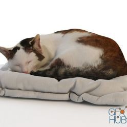 3D model Cat on the pillow and carpet