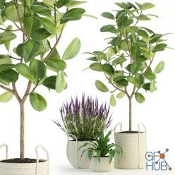 3D model Plants collection 87