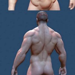 3D model Male Naked Body (max, fbx, obj)