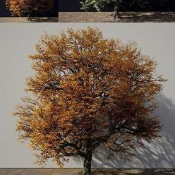 3D model A Tree In Green And Autumn Colours