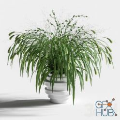3D model Bouquet Of Grass With Knobs