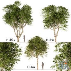 3D model Set of Broad Leaved Paperbark Trees (Melaleuca Quinquenervia) (3 Trees)