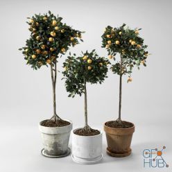 3D model Orange Trees_set_01