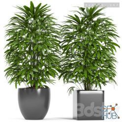 3D model PLANTS 147 (raphis palm)
