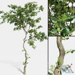 3D model Green tree