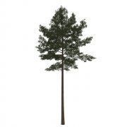 3D model Pinus silvestris