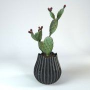 3D model Opuntia in the pot