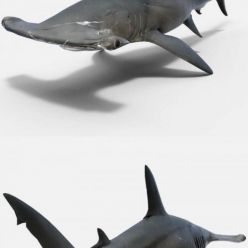 3D model Hammerhead Shark (max, fbx, obj)