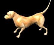 3D model Labrador