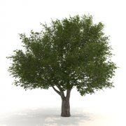3D model Crack Willow – Salix fragilis