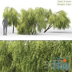 3D model Willow - Tree