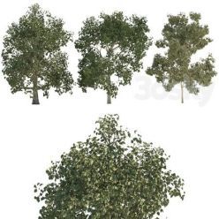 3D model Three trees with height 6000 mm