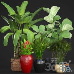 3D model Collection of plants 75