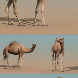 3D model Camel Rigged