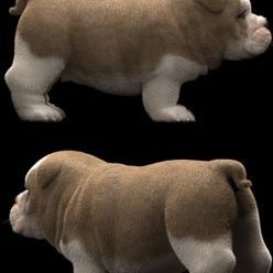 3D model ENGLISH BULDOG PUPPY