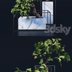 3D model Bonsai Tree