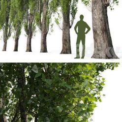 3D model Poplar Populus #1