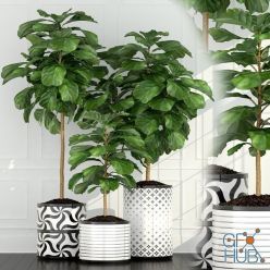 3D model Ficus lyrata plants collection