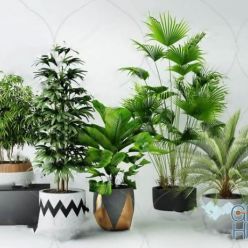 3D model Plant Compilation 32