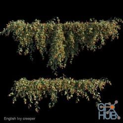 3D model English Ivy creeper (max, fbx)