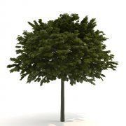3D model Maple Acer platanoides