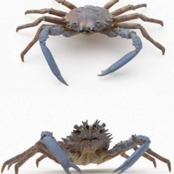 3D model Spider Crab PBR
