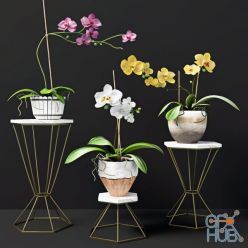 3D model Orchid flowers