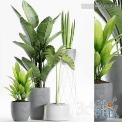 3D model Tropical plants in gray pots