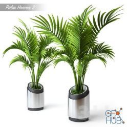 3D model Palm Howea 2