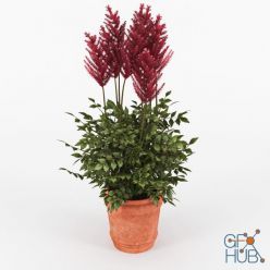 3D model Astilbe