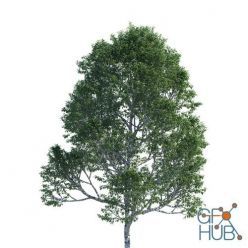 3D model Polyget – Common Birch Trees 3D Models Collection