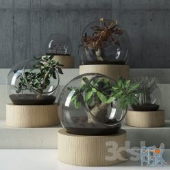 3D model Plant in glass