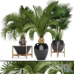 3D model 3 BIG SET PALMS 3D MAX 2011